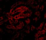 HAAO Polyclonal Antibody