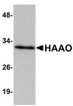 HAAO Antibody in Western Blot (WB)