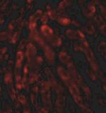 THEM2 Antibody in Immunohistochemistry (IHC)