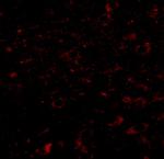 CCDC134 Antibody in Immunohistochemistry (IHC)