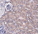 Ubiquilin 4 Polyclonal Antibody