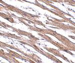 MAK10 Polyclonal Antibody