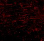 SCAMP4 Polyclonal Antibody