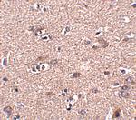 SCAMP4 Antibody in Immunohistochemistry (IHC)