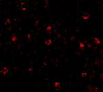 IRGC Antibody in Immunocytochemistry (ICC/IF)