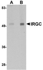 IRGC Antibody in Western Blot (WB)