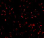 TMEM214 Antibody in Immunocytochemistry (ICC/IF)