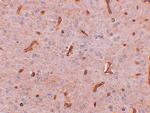 TWA1 Polyclonal Antibody
