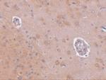 FAM120A Antibody in Immunohistochemistry (IHC)