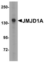 JMJD1A Antibody in Western Blot (WB)
