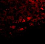 Prosapip2 Polyclonal Antibody