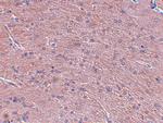 Prosapip1 Polyclonal Antibody