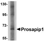 Prosapip1 Antibody in Western Blot (WB)