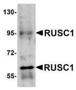 RUSC1 Antibody in Western Blot (WB)