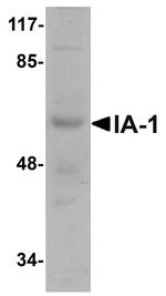 IA-1 Polyclonal Antibody