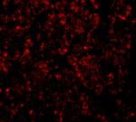 GOLPH3 Polyclonal Antibody