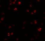 FRMPD1 Antibody in Immunocytochemistry (ICC/IF)