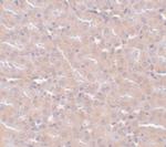 FRMPD2 Polyclonal Antibody