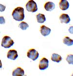 NLRP3 Antibody in Immunocytochemistry (ICC/IF)