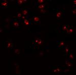NLRP3 Antibody in Immunocytochemistry (ICC/IF)