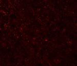 FRMPD3 Antibody in Immunohistochemistry (IHC)