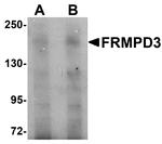 FRMPD3 Antibody in Western Blot (WB)