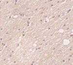 FRMPD4 Polyclonal Antibody