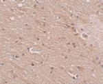 TMEM16B Antibody in Immunohistochemistry (IHC)