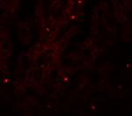 FAM59A Polyclonal Antibody