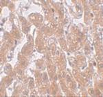FAM59A Antibody in Immunohistochemistry (IHC)