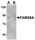 FAM59A Antibody in Western Blot (WB)