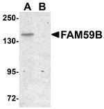 FAM59B Antibody in Western Blot (WB)