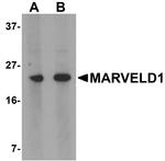MARVELD1 Polyclonal Antibody