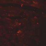 CCDC47 Antibody in Immunohistochemistry (IHC)