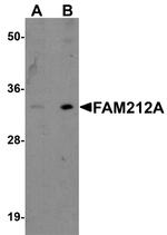 FAM212A Polyclonal Antibody
