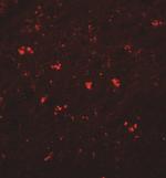 PPAPDC1A Polyclonal Antibody