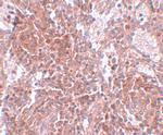 TSPAN9 Polyclonal Antibody