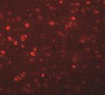 SYNGR1 Antibody in Immunohistochemistry (IHC)