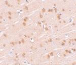 SYNGR1 Polyclonal Antibody