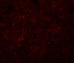 SYNGR3 Polyclonal Antibody