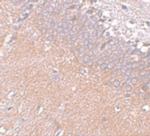 SYNGR4 Polyclonal Antibody