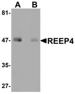 REEP4 Polyclonal Antibody