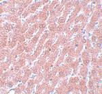OCT4 Polyclonal Antibody