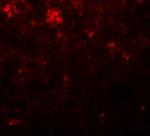 Nanog Polyclonal Antibody