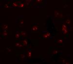 CHORDC1 Antibody in Immunocytochemistry (ICC/IF)