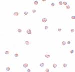 ARHGAP18 Polyclonal Antibody