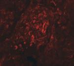 BCAS4 Polyclonal Antibody