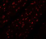 MINA53 Antibody in Immunohistochemistry (IHC)