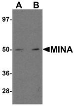 MINA53 Antibody in Western Blot (WB)