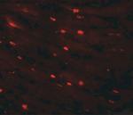 CAZIP Antibody in Immunohistochemistry (IHC)